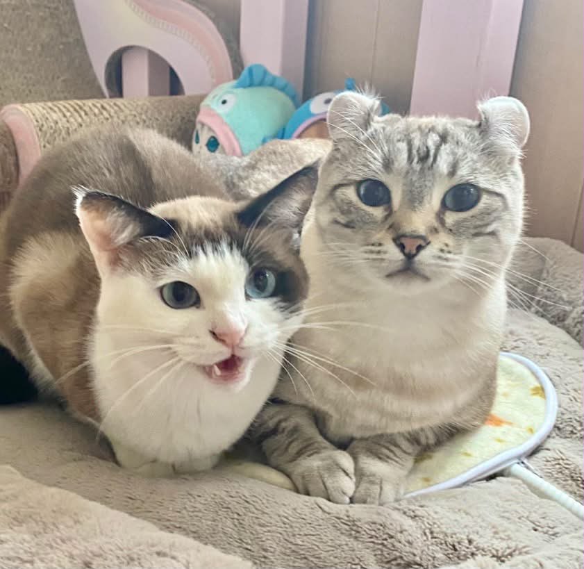 くっついている2匹の猫