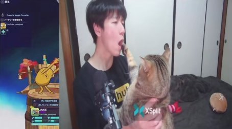 飼い主の口を触っている猫