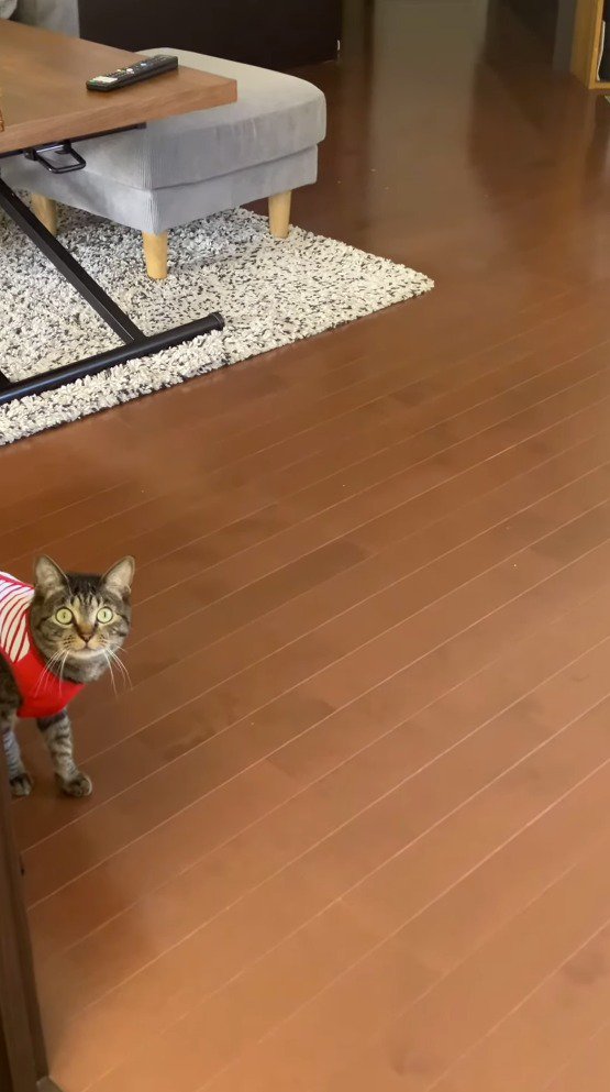 ボールを持っている飼い主を見つめる猫