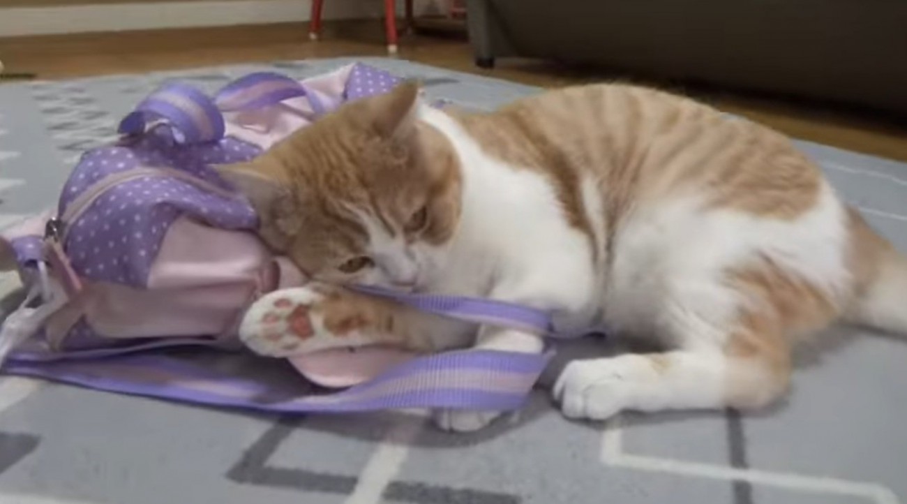 バッグを掴んでいる猫