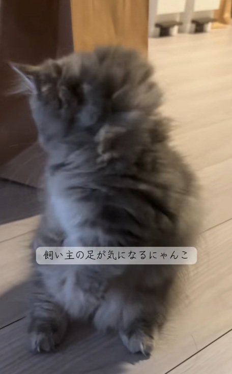 後足で立って後ろを見るミヌエットの子猫