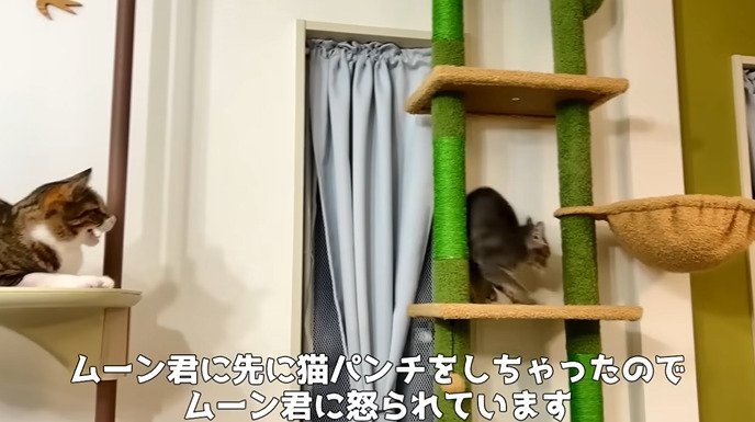 威嚇されて逃げる子猫