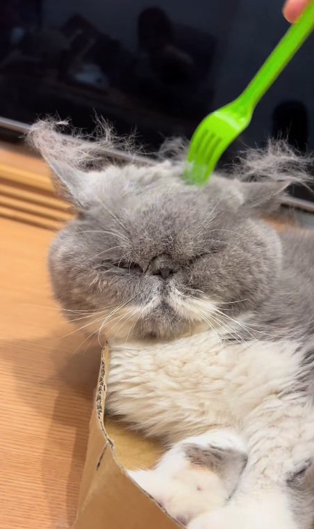 ブラッシングされる猫