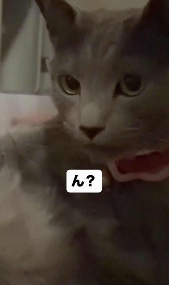 「ん？」と書かれ、こちらを見ている猫の画像