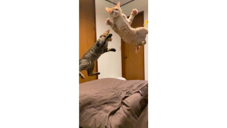 遊んでいる猫たち