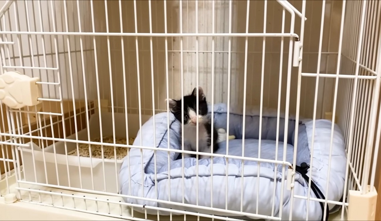 こちらを見つめる子猫