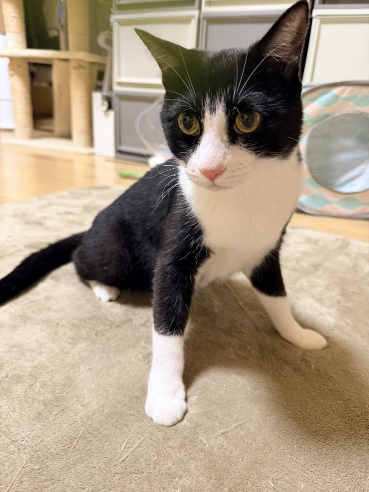 お座りする猫