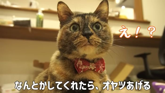 説得を頼まれるたっちゃん