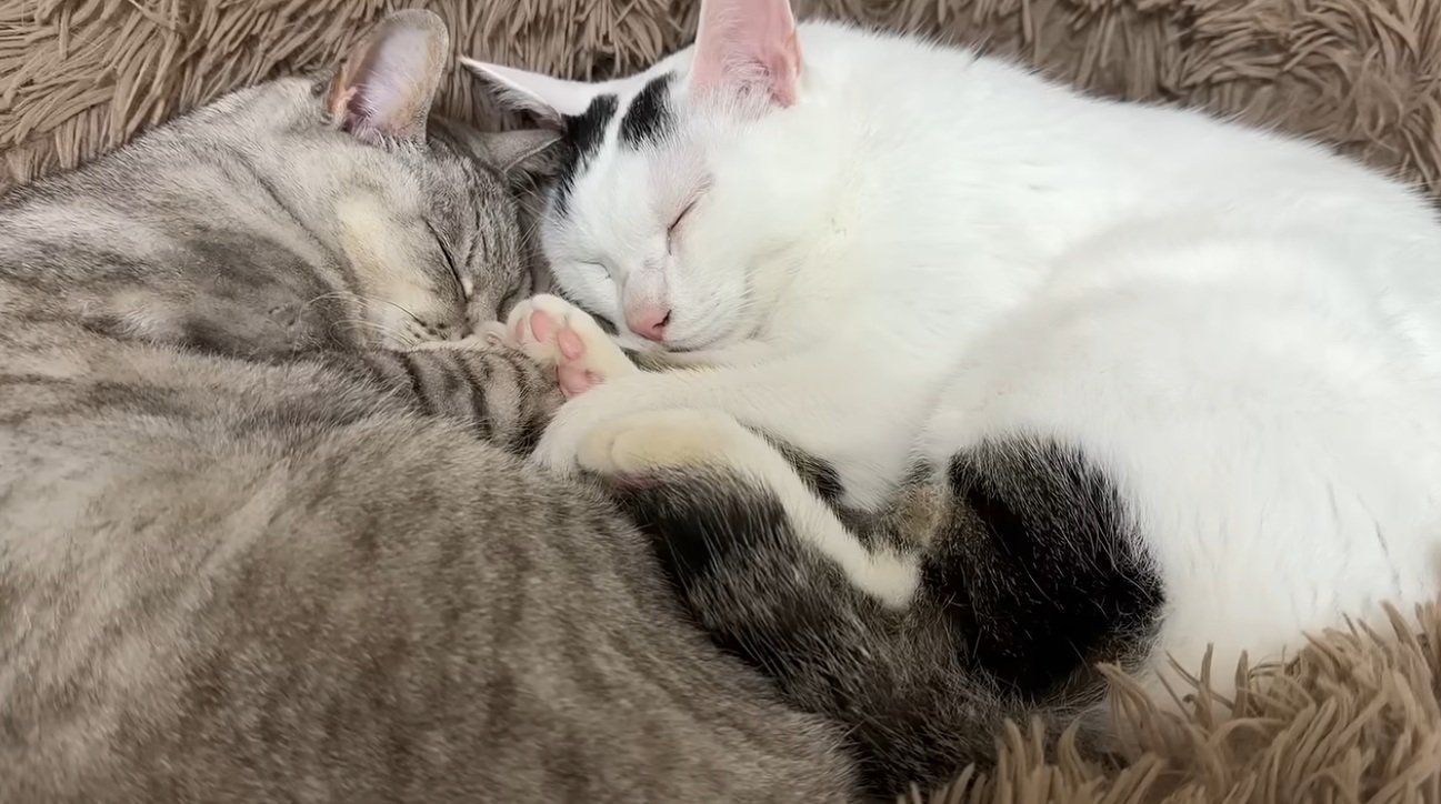 くっついて寝ている猫