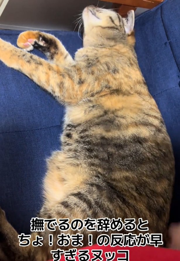 ゴロゴロする猫