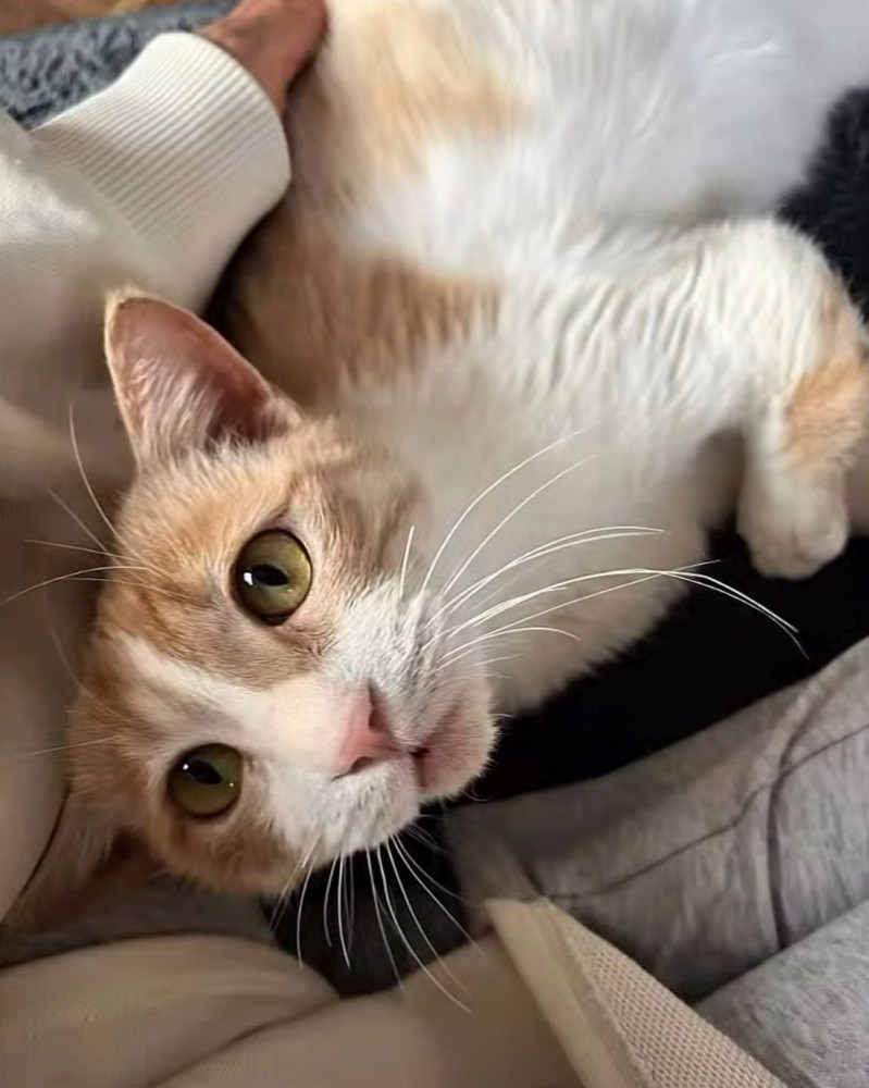 優しい目で飼い主を見つめる猫