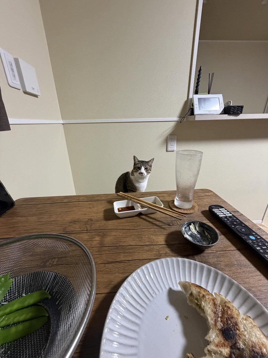 食卓にいた猫