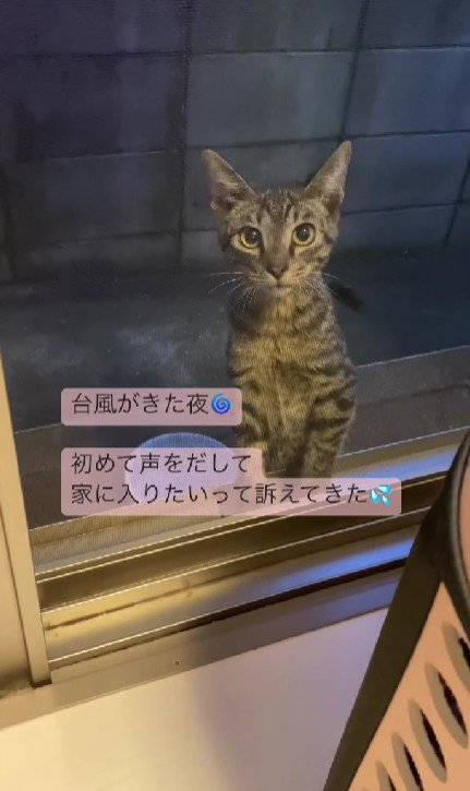 網戸の外にいる猫