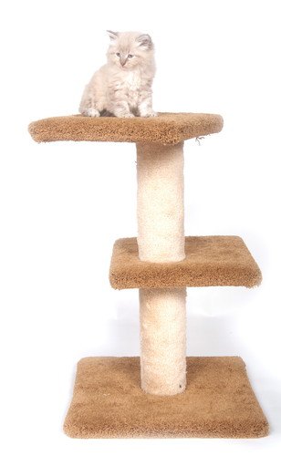 子猫にぴったりなキャットタワー選び方、おすすめ3選