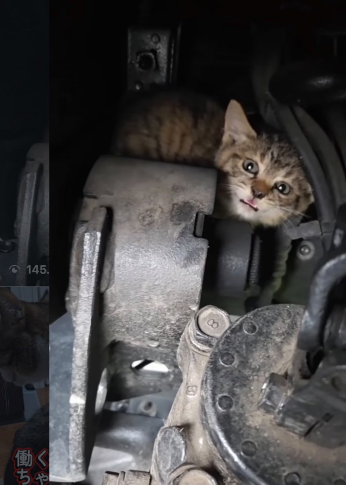 不安そうな子猫