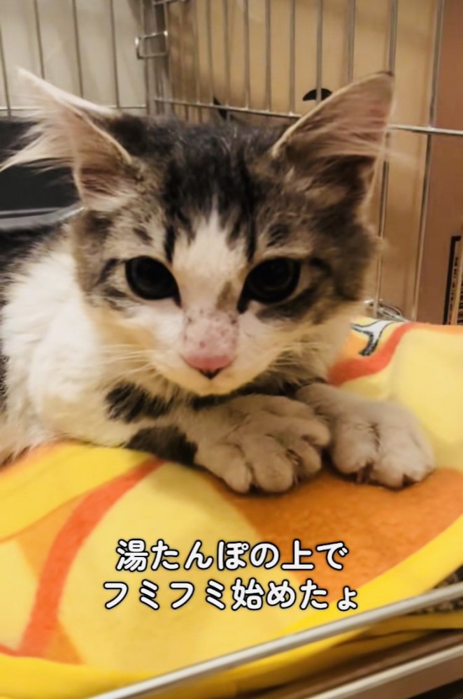 湯たんぽをフミフミする猫