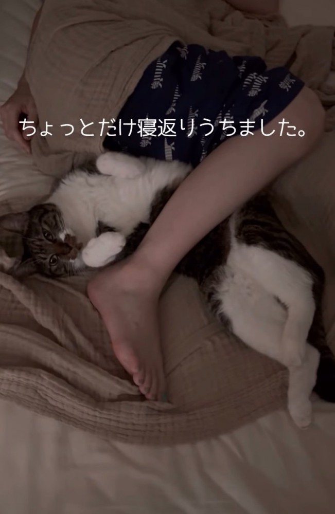 寝返りをうった猫