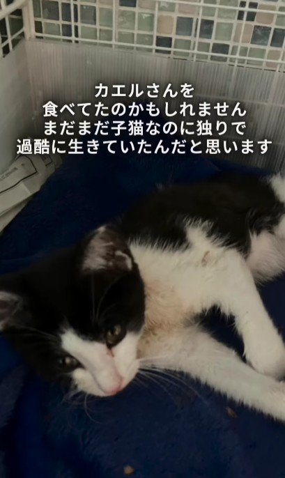 横になっている子猫