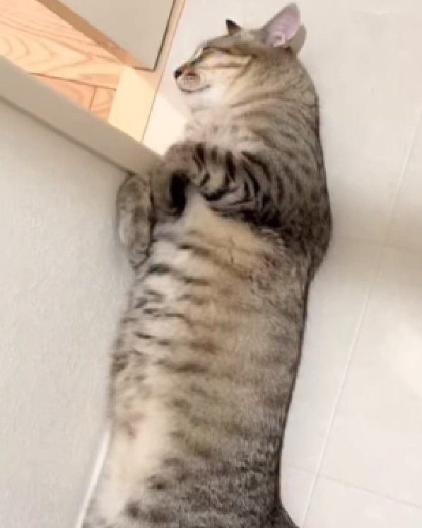 眠る猫