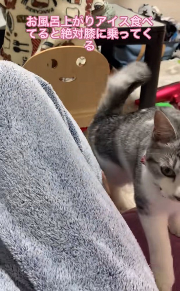 ソファに登る猫