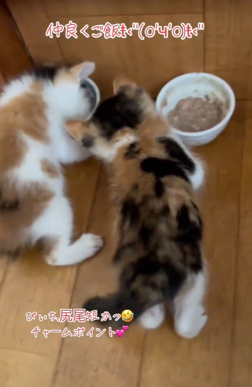 2匹並んで食事をしている子猫