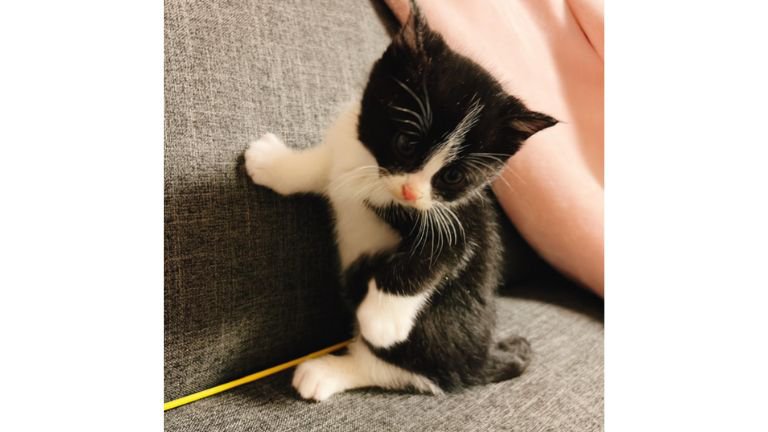 ソファーにいる猫