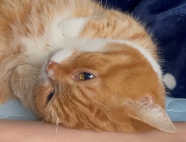 飼い主によりかかってまどろむ猫