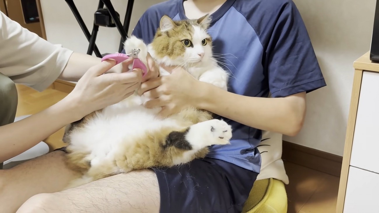 お膝に抱かれた長毛猫ちゃん
