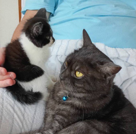 飼い主の足の上でくつろぐ子猫と成猫（アップ）