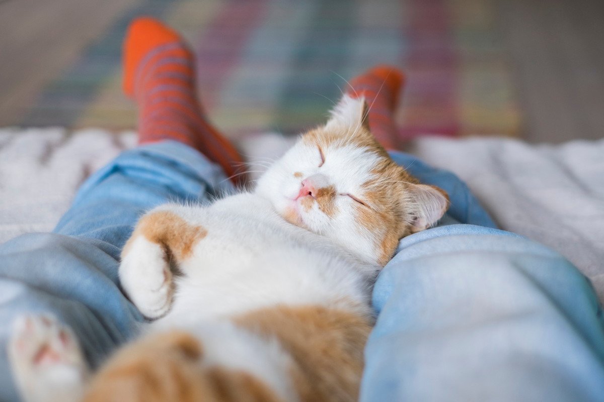 『ひとり暮らし』で猫を飼うときの注意点4つ 迎える前に必ず心得ておくべきこと | ねこちゃんホンポ