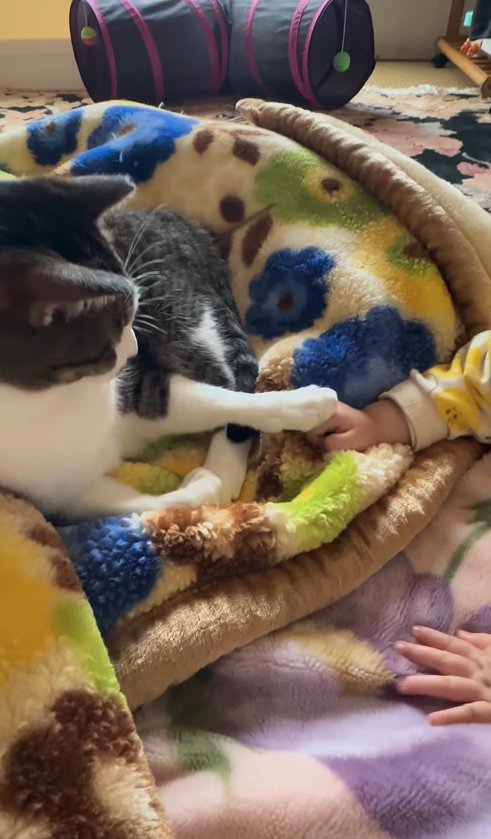 赤ちゃんの手の甲に前足を乗せる猫
