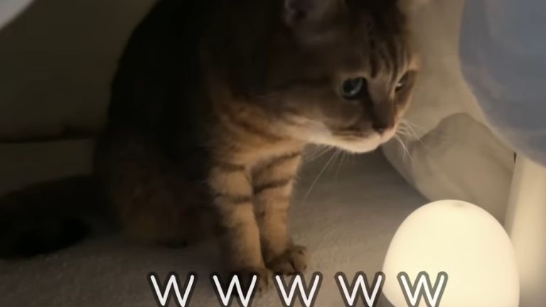 こたつの中の猫