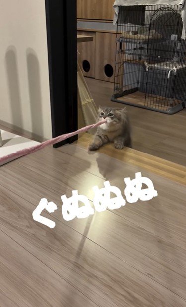 猫じゃらしを持っている猫