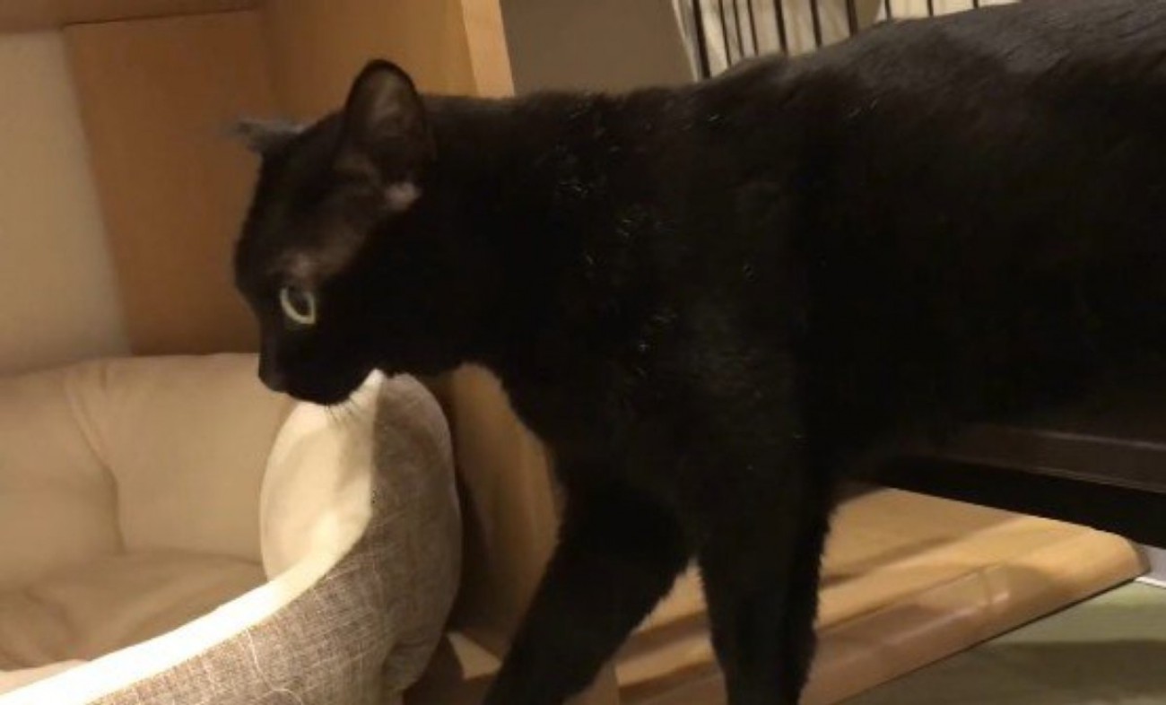 カメラを気にしながら歩き出す猫