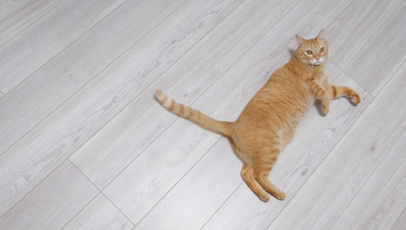 飼い主を見つめる猫