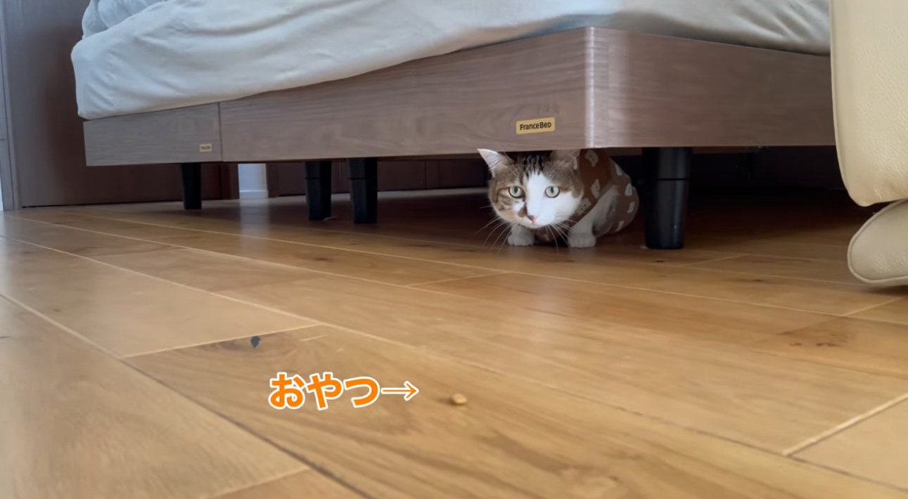 ベッドの下に隠れておやつをみている猫