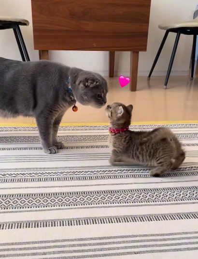 子猫と鼻をよせる猫