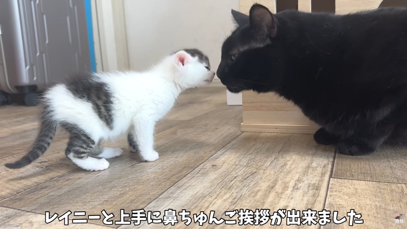 テロップ「レイニーと上手に～」