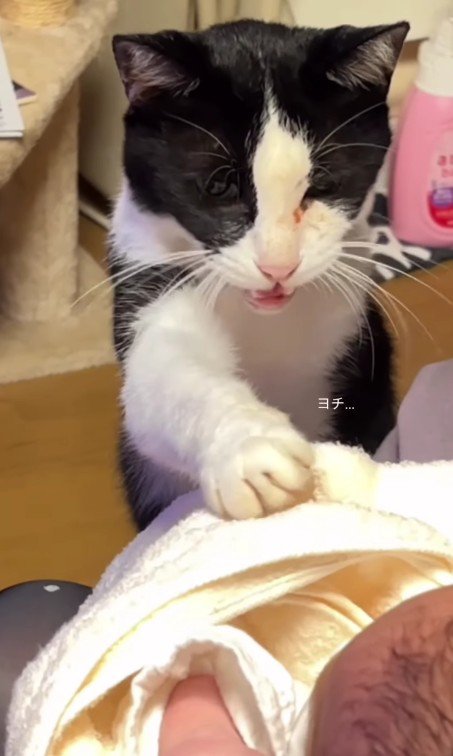 赤ちゃんに優しく触る猫