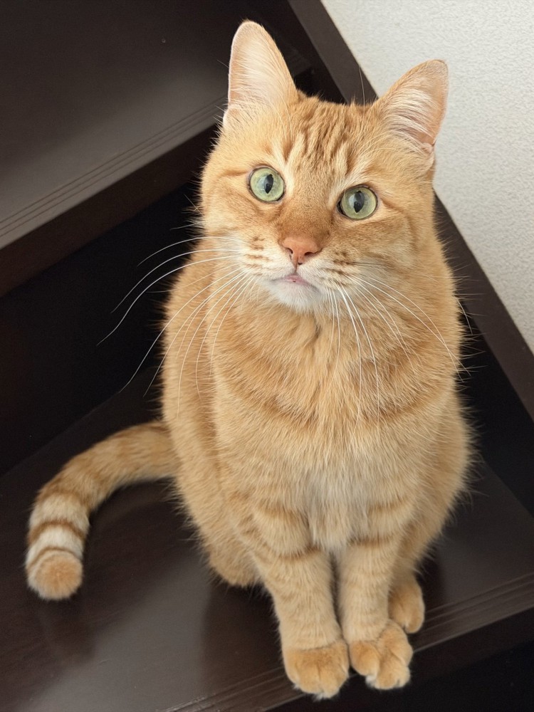 階段で座る猫