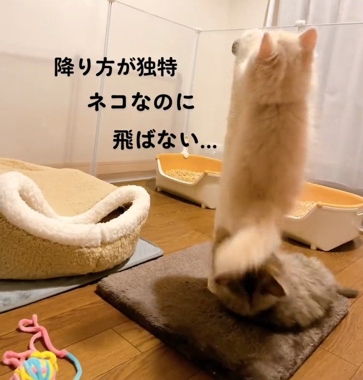 爪とぎポールを降りる子猫