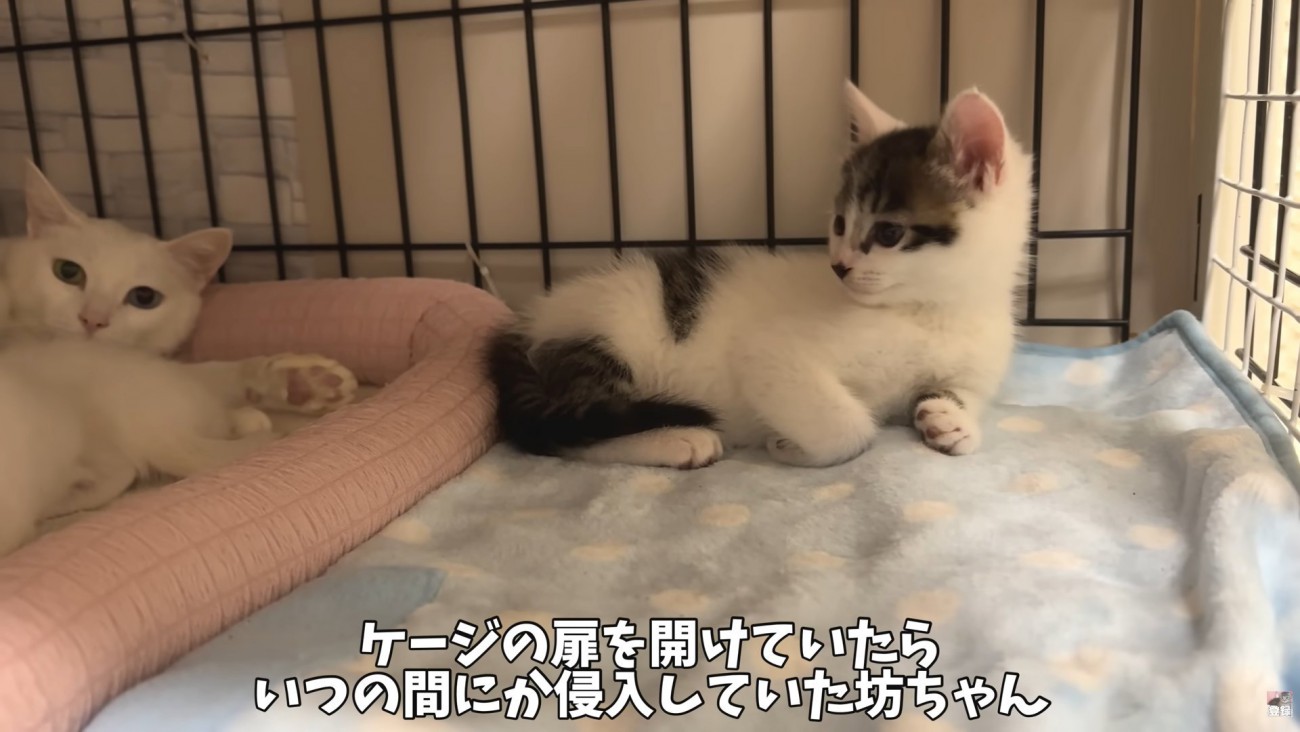 テロップ「ケージの扉を～」