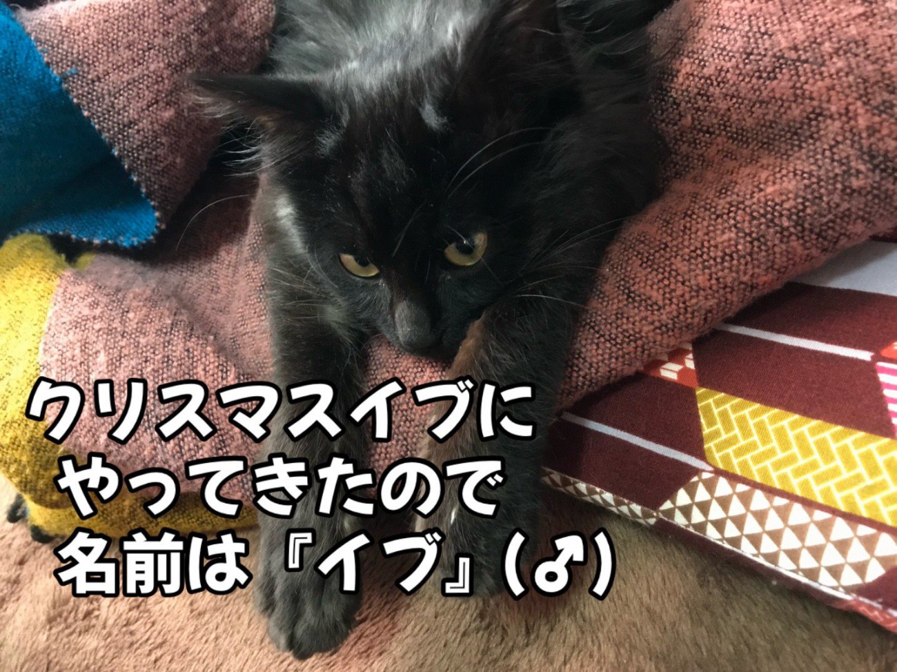 前足を伸ばして寝る猫