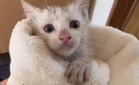 タオルにくるまった子猫
