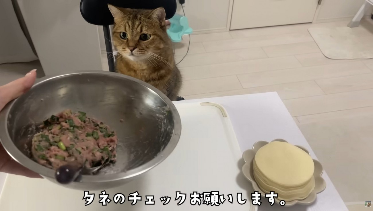 椅子に座っている猫
