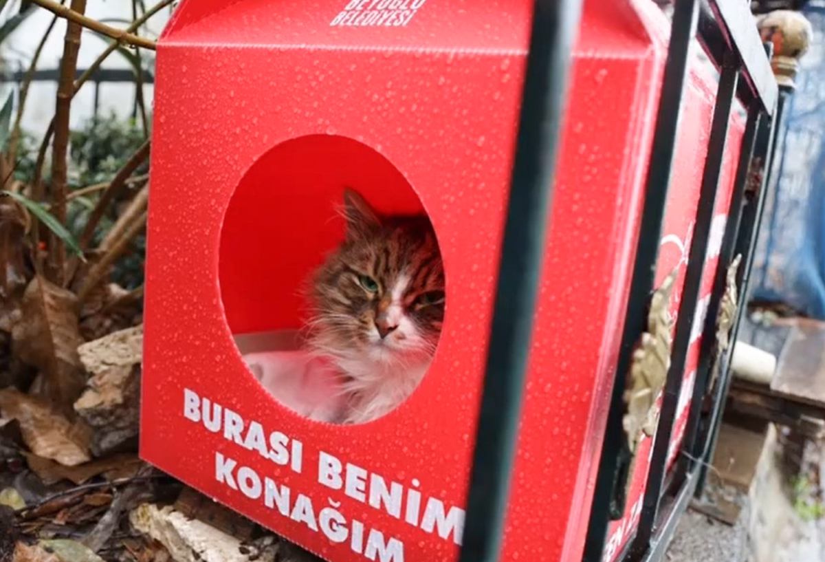 【ねこちゃんホンポ】『猫の家がある』トルコの町並みを撮影してみた結果…『優しい配慮の様子』が素敵すぎると58万再生「ほっこりした」「共存してるね」