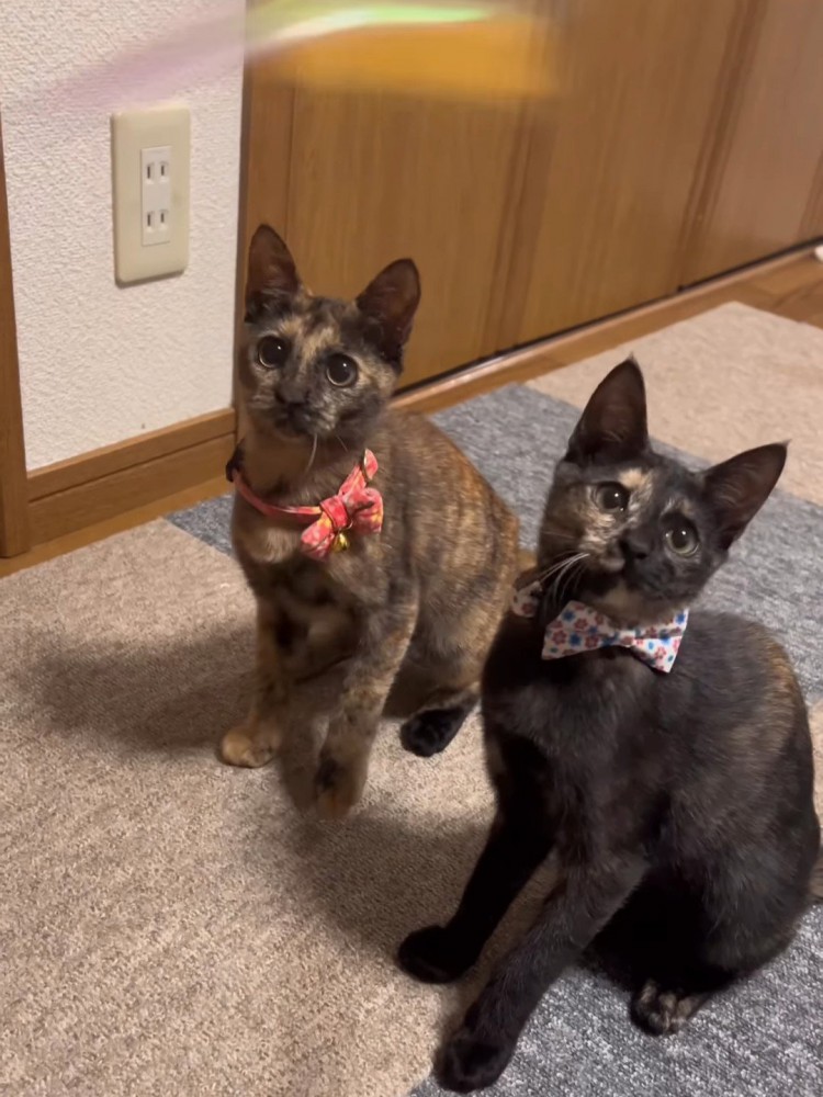 並んで座る子猫