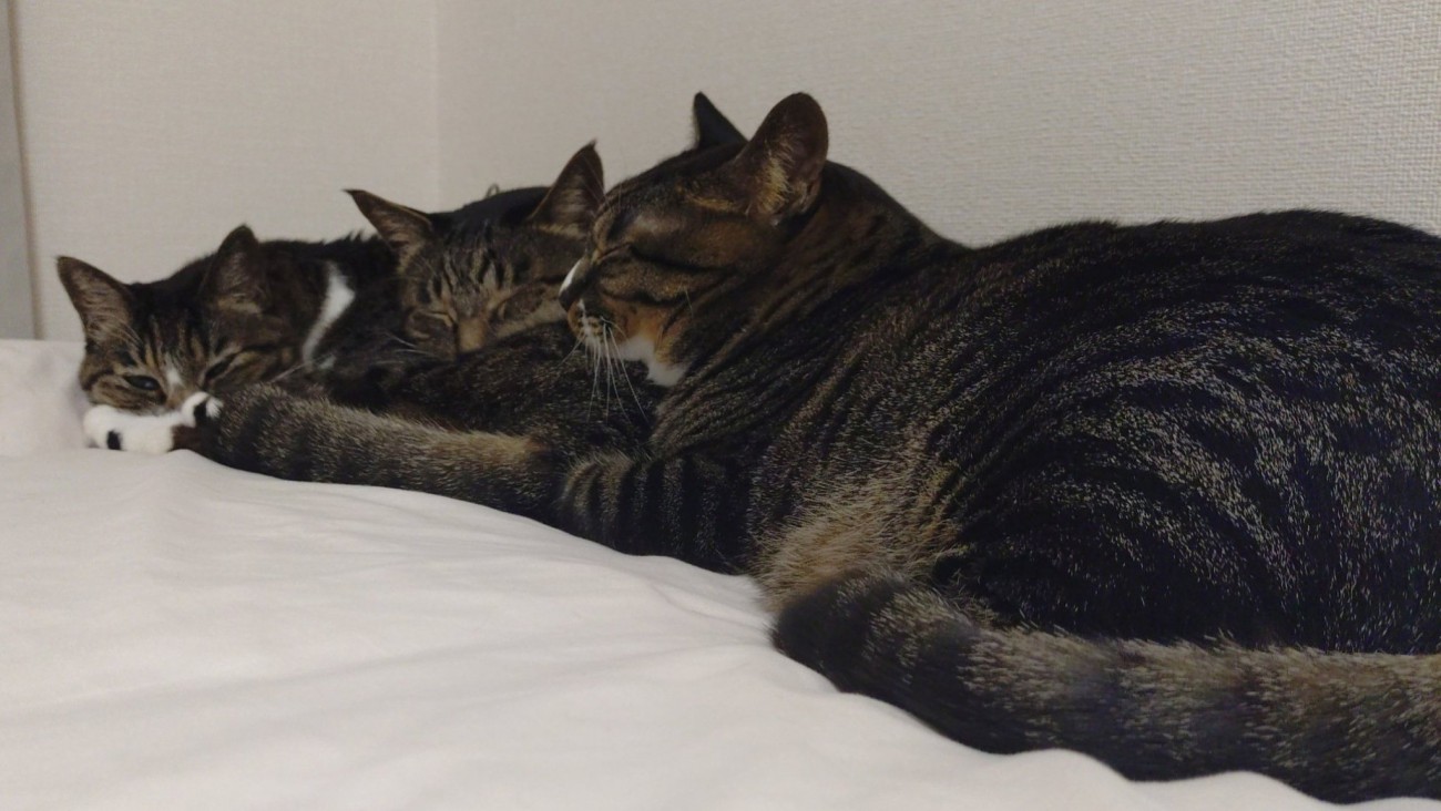 目の前の猫のお尻を枕にしてくつろぐ3匹の猫