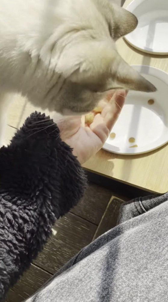 お皿の中からキャットフードを手に取る飼い主
