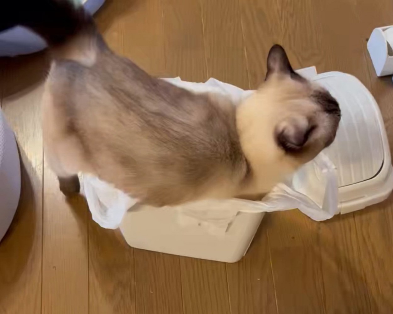 ゴミ箱に入る猫